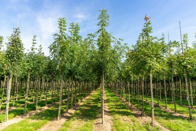 Smalbladige es Fraxinus angustifolia 'Raywood' Hoogstam stamomtrek 10-12 P Fraxinus angustifolia 'Raywood' hoogstam 10/12