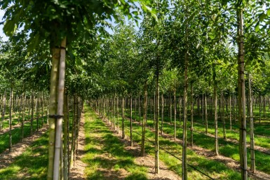 Smalbladige es Fraxinus angustifolia 'Raywood' Hoogstam stamomtrek 10-12 P Fraxinus angustifolia 'Raywood' hoogstam 10/12