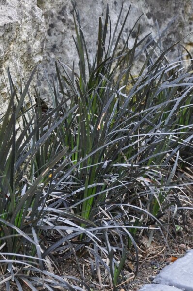 Ophiopogon planiscapus 'Niger'