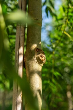 Fraxinus excelsior hoogstam 10/12