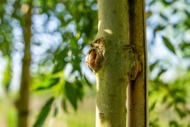 Fraxinus excelsior hoogstam 10/12
