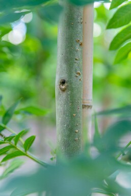 Fraxinus excelsior hoogstam 10/12
