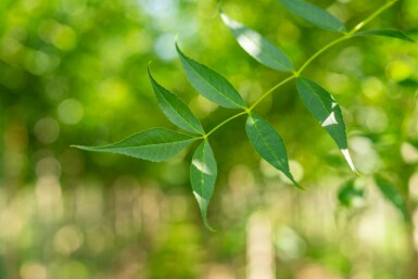 Fraxinus excelsior hoogstam 10/12