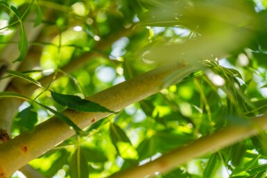 Fraxinus excelsior hoogstam 10/12
