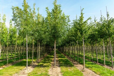 Fraxinus excelsior hoogstam 10/12