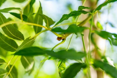 Fraxinus excelsior hoogstam 10/12