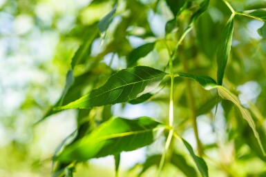 Fraxinus excelsior hoogstam 10/12