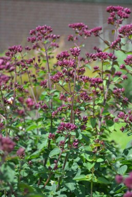Marjolein Origanum hybride 'Rosenkuppel' 5-10 Pot P9 Origanum hybride 'Rosenkuppel'