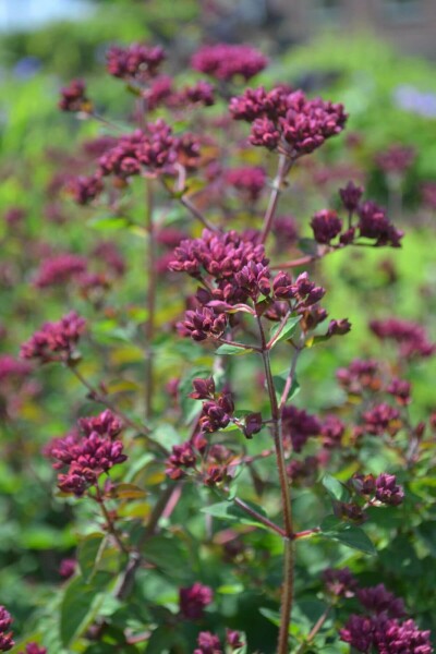 Marjolein Origanum hybride 'Rosenkuppel' 5-10 Pot P9