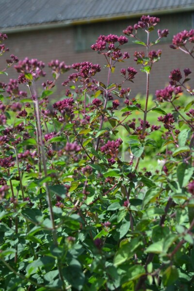 Marjolein Origanum hybride 'Rosenkuppel' 5-10 Pot P9
