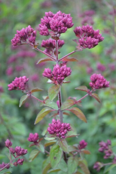Marjolein Origanum hybride 'Rosenkuppel' 5-10 Pot P9