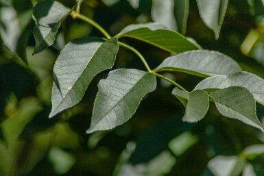 Fraxinus ornus meerstammig 400-450