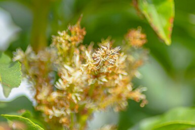 Fraxinus ornus meerstammig 400-450