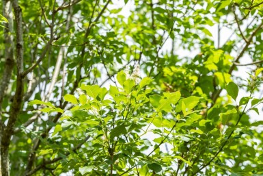 Fraxinus ornus meerstammig 400-450