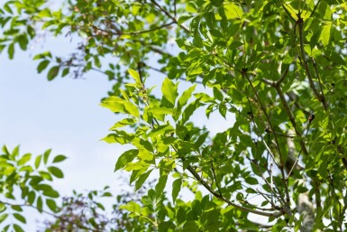 Fraxinus ornus meerstammig 400-450