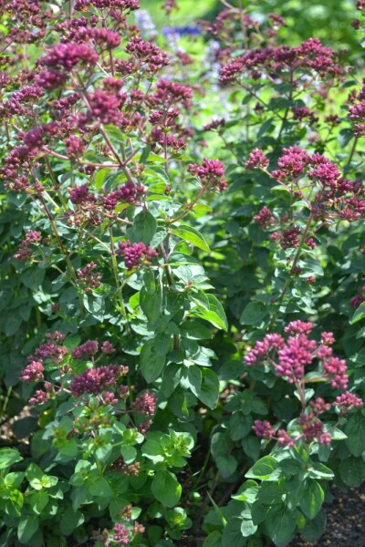 Origanum laevigatum 'Herrenhausen'