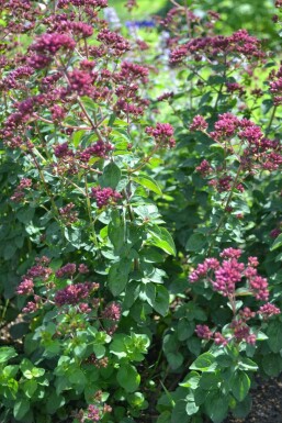 Marjolein Origanum laevigatum 'Herrenhausen' 5-10 Pot P9 Origanum laevigatum 'Herrenhausen'