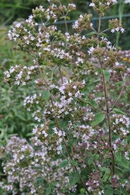 Oregano Origanum vulgare 5-10 Pot P9 Origanum vulgare