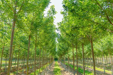 Zachte es Fraxinus pennsylvanica 'Summit' Hoogstam Fraxinus pennsylvanica 'Summit' hoogstam