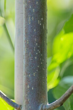 Fraxinus pennsylvanica 'Summit' hoogstam 10/12