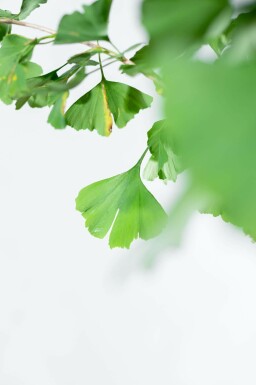 Ginkgo biloba hoogstam 4/6 (spil)