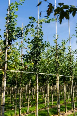 Ginkgo biloba hoogstam 4/6 (spil)