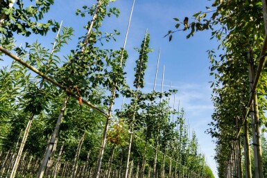 Ginkgo biloba hoogstam 4/6 (spil)