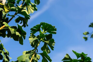 Ginkgo biloba hoogstam 4/6 (spil)