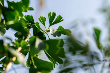 Ginkgo biloba hoogstam 4/6 (spil)