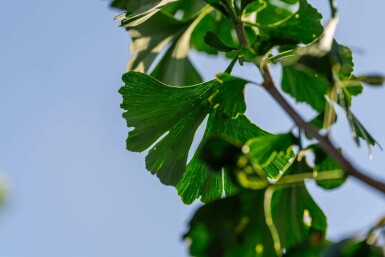 Ginkgo biloba hoogstam 4/6 (spil)