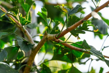 Ginkgo biloba hoogstam 4/6 (spil)