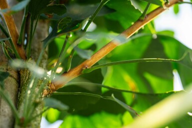 Ginkgo biloba hoogstam 4/6 (spil)