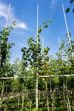 Ginkgo biloba hoogstam 4/6 (spil)