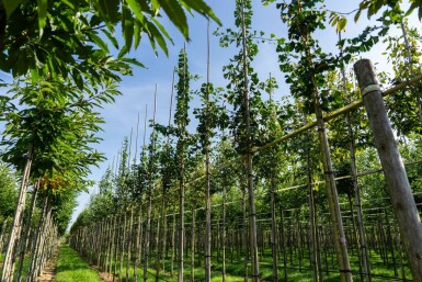 Ginkgo biloba hoogstam 4/6 (spil)