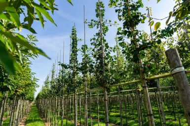 Ginkgo biloba hoogstam 4/6 (spil)