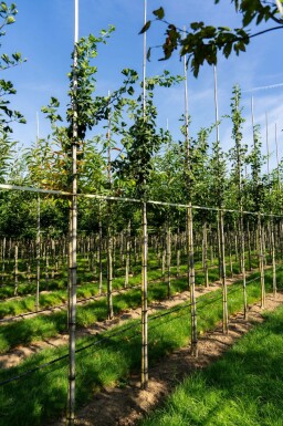 Ginkgo biloba hoogstam 4/6 (spil)