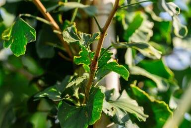 Ginkgo biloba hoogstam 4/6 (spil)