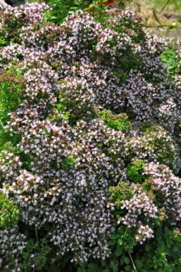 Oregano Origanum vulgare 'Compactum' 5-10 Pot P9