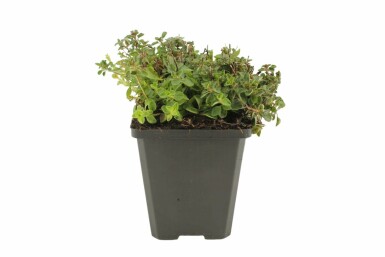 Oregano Origanum vulgare 'Compactum' 5-10 Pot P9