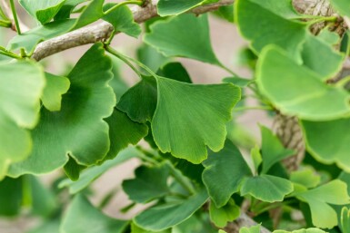 Ginkgo biloba meerstammig 200-250