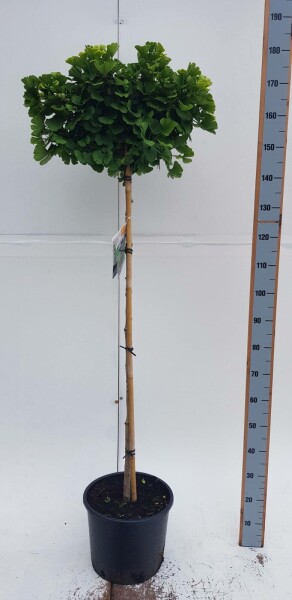 Japanse notenboom Ginkgo biloba 'Mariken' Bolvorm stamhoogte 90 P Ginkgo biloba 'Mariken' bolvorm 90cm stam