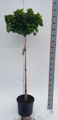 Japanse notenboom Ginkgo biloba 'Mariken' Bolvorm stamhoogte 90 P Ginkgo biloba 'Mariken' bolvorm 90cm stam