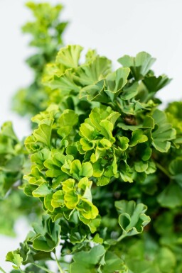 Ginkgo biloba 'Mariken' bolvorm