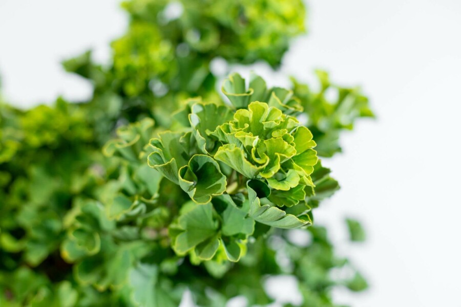 Japanse notenboom Ginkgo biloba 'Mariken' Bolvorm stamhoogte 90 P Ginkgo biloba 'Mariken' bolvorm 90cm stam