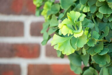 Ginkgo biloba 'Mariken' bolvorm 90cm stam