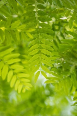 Gleditsia triacanthos