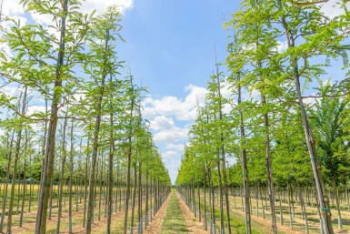 Valse Christusdoorn Gleditsia triacanthos Hoogstam Gleditsia triacanthos hoogstam