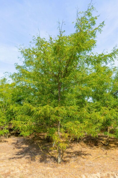Gleditsia triacanthos meerstammig 200-250