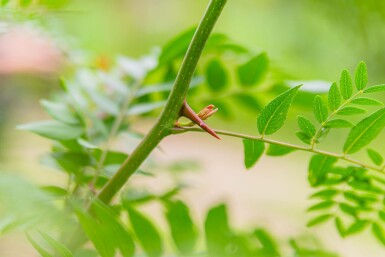 Gleditsia triacanthos f. inermis meerstammig 200-250
