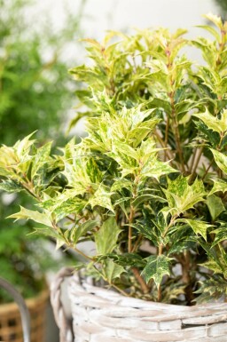 Osmanthus heterophyllus 'Goshiki' C2 20-30